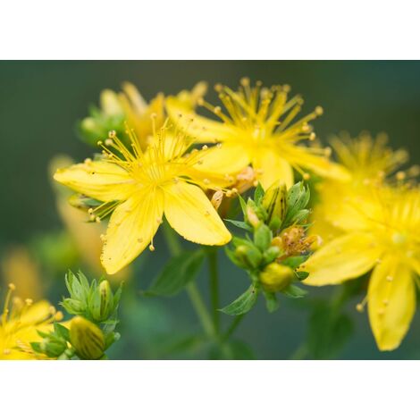 Iperico "Hypericum hidcote" pianta in vaso 9 cm