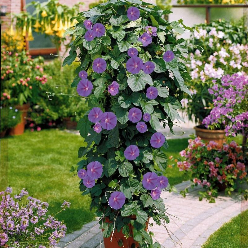 Ipomée à grandes fleurs - Violet