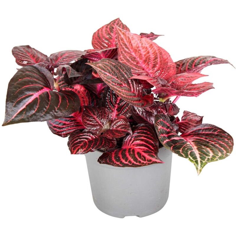 Plant In A Box - Iresine Herbstii 'Rouge' - Plante steak - Pot 13cm - Hauteur 20-30cm - Rouge