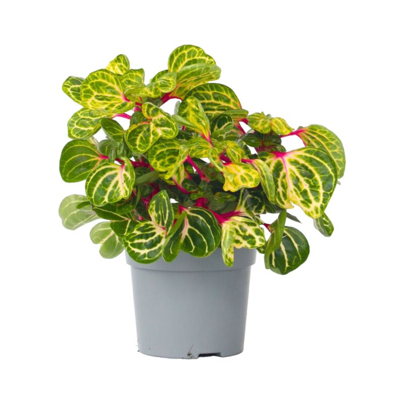 Plant In A Box - Feuille de sang - Iresine herbstii - Hauteur 20-30cm - ⌀13cm