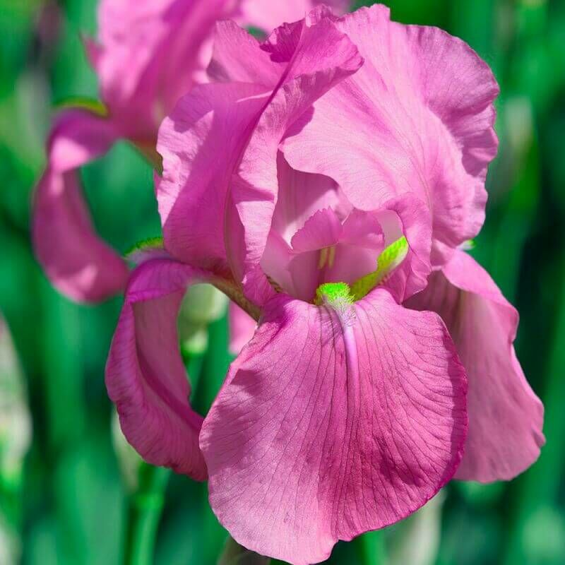 Pepinières Naudet - 2 Iris Color me Rose - Vendu par 2 - Lot de 2 godets