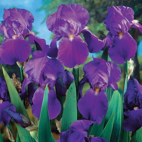 Iris de jardin remontant Lovely again - Le paquet de 3, racines nues - Willemse