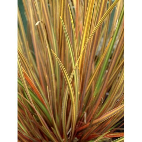 Iris de Nouvelle-Zélande 'Goldfinger ' Pot de 2L/3L