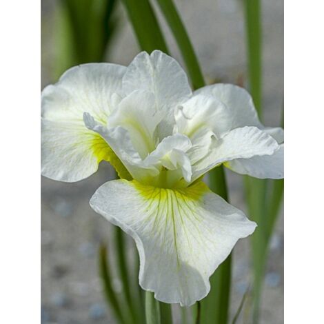 Iris de Sibérie 'Harpswell Happiness' Godet de 8/9 cm