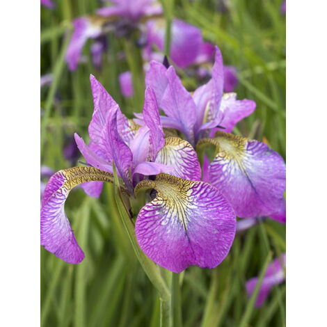 Iris de Sibérie 'Illini Charm' Godet de 8/9 cm