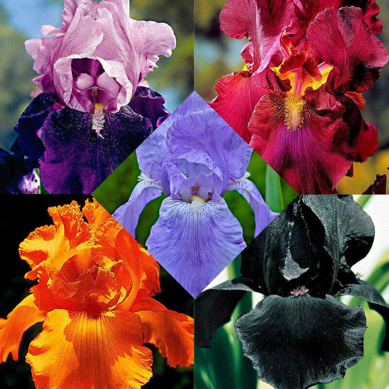 5 Iris des jardins Magic Melange en mélange - Multicolore