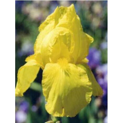 Iris des jardins 'Ola Kala' Godet de 8/9 cm