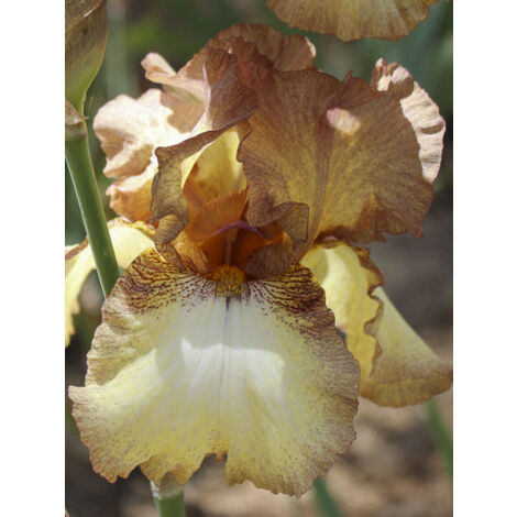 Iris des jardins 'Patina' Godet de 8/9 cm