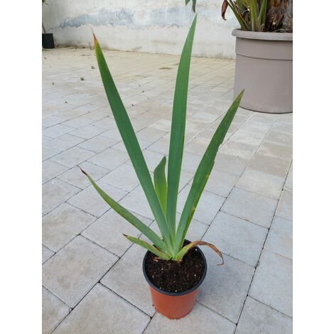 Iris Germanica