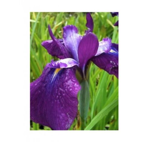 Iris japonais 'Amethyst' Godet de 8/9 cm