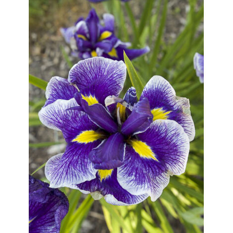 Iris japonais 'Crystal Halo' Godet de 8/9 cm
