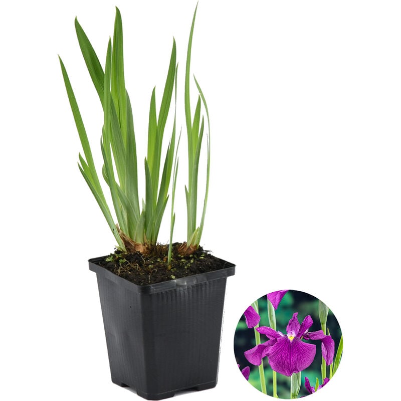 Iris 'Kaempferi' - Iris japonais - Plante de bassin - Rustique - ⌀9 cm - ↕20-30 cm - Purple