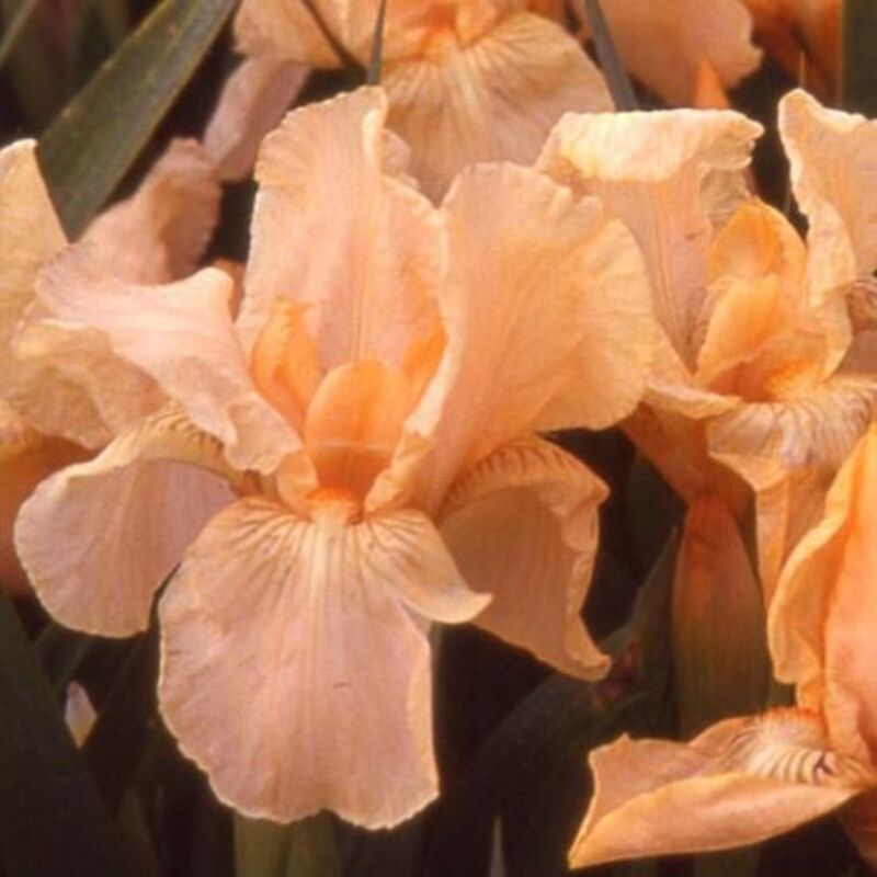 Clematite.net - Iris nain lilliput Pink Cushion/Lot de 3 godets - Orange