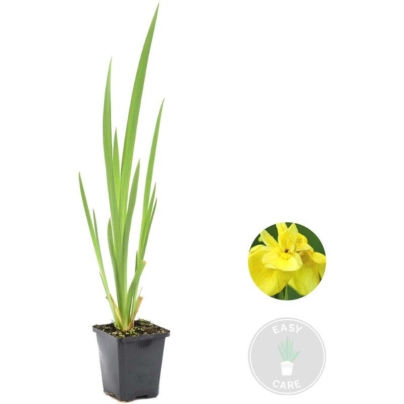 Bloomique - Iris 'Pseudacorus' – Iris jaune – Plante de bassin – Faible entretien – Zone 2-3 – ⌀9cm - ↕20-30cm