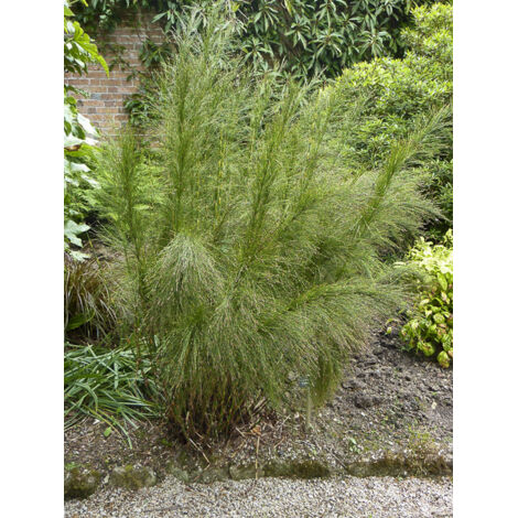 Ischyrolepis subverticillata Pot de 2L/3L