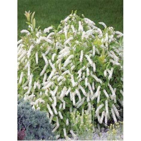 Itéa de Virginie 'Little Henry' Pot de 3L/4L