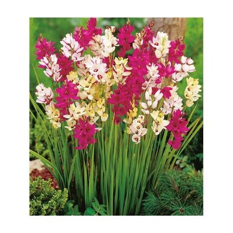 FABRE GRAINES IXIA MELANGE - 15 BULBES + 5 OFFERTS