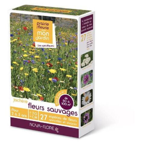 Jachère fleurs sauvages 50 à 100 m2