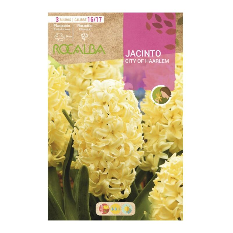

Rocalba - BULBO JACINTO CITY OF HAARLEM AMARILLO- 3 UD