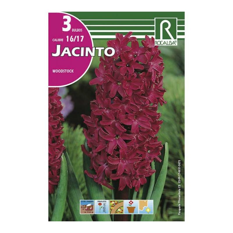 

Jacinto Woodstock -Rojo Purpura