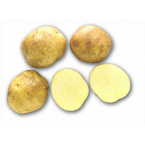 Jaerla 100 Plants de pomme de terre. . Marque : DEBAERE. Réf. : Jaerla 100 Pla