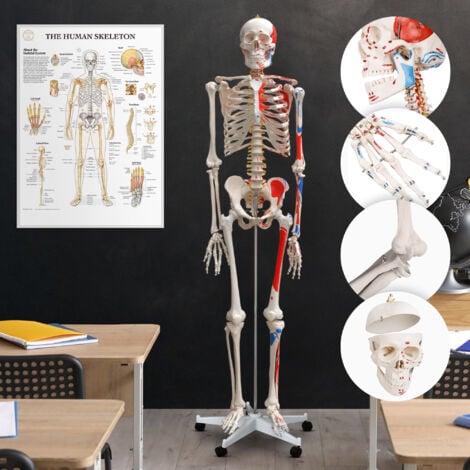 ECOMSOF Jago® Esqueleto Humano - Tamaño Real, Grande, 181,5 cm, PVC, con Músculos, Poster, Soporte, Ruedas - El Cuerpo Humano Esqueleto, Educativo, para Estudiar Medicina, Skeleton, Anatómico, Maqueta