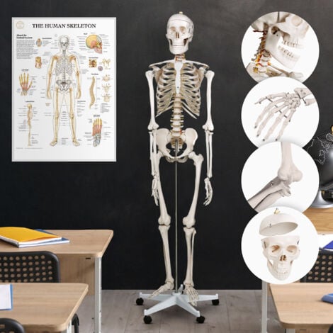 Jago® Esqueleto Humano - Tamaño Real, Grande, 181,5 cm, PVC, con Poster, Soporte, Ruedas - El Cuerpo Humano Esqueleto, Educativo, para Estudiar Medicina, Skeleton, Anatómico, Maqueta, Huesos
