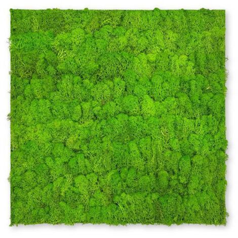 JANGAL Modular Wall Akustik 3D Paneele  520 x 520 mm Bright Green Moos Moos Pflanzenwand Paneele Echtmoos