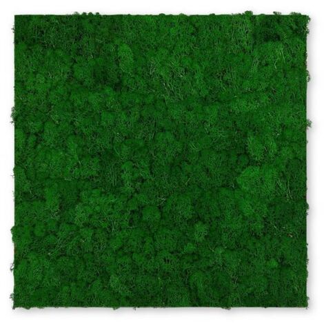 JANGAL Modular Wall Akustik 3D Paneele  520 x 520 mm Nature Green Moos Moos Pflanzenwand Paneele Echtmoos