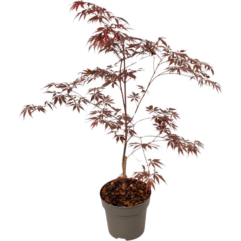 Plant In A Box - rable du Japon - Acer palmatum 'Black Lace' - Hauteur 60-70cm - ⌀19cm