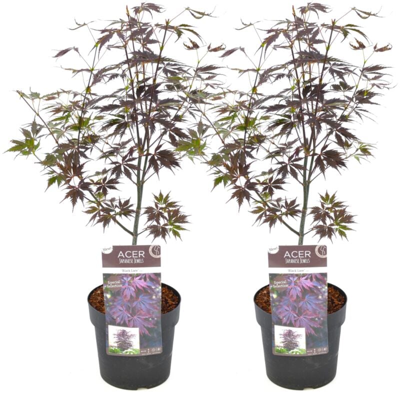 Plant In A Box - Acer palmatum 'Black Lace' - Set de 2 - Erable - Pot 19cm - Hauteur 60-70cm - Vert