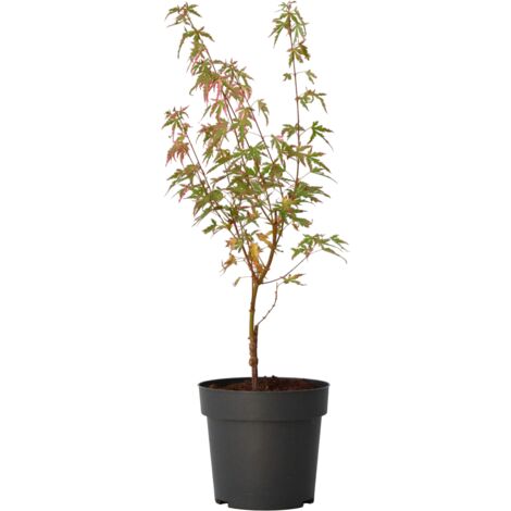 Japanese Maple 'Taylor' - 'Limited edition' - Pot 19cm - Hauteur 60-70cm
