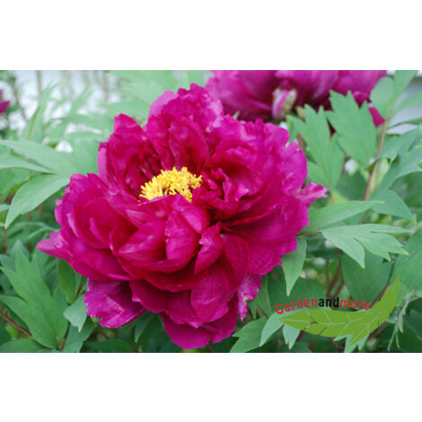 BAUMSCHULE GOLD Japanische Baum Pfingstrose Shima Daijin, kirschrosa halbgefüllte Päonie im Topf