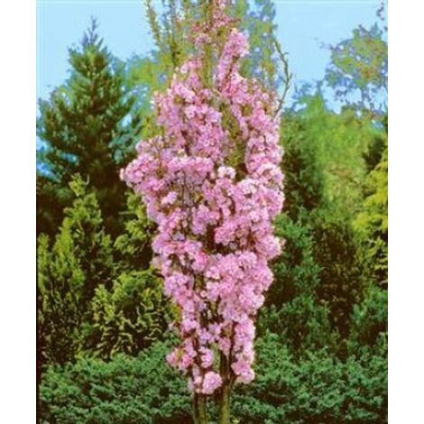 Japanische Säulen - Zierkirsche rosa Blüte 125-150cm C