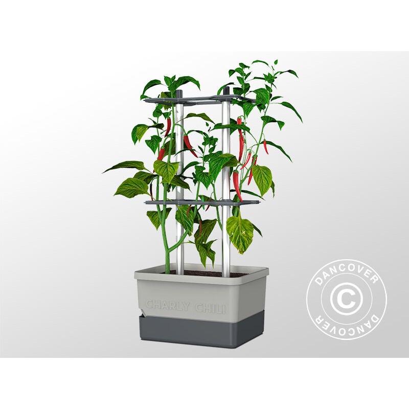 Dancover - Jardinière, charly chili, avec piquet et réservoir d'eau, Gris