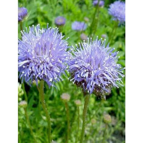 Jasione laevis 'Blaulicht' Godet de 8/9 cm