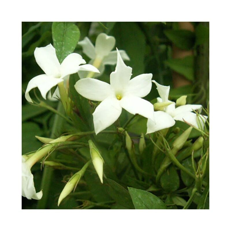 Jasmin blanc officinal jasminum officinalis 3L