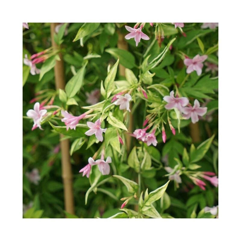 Javoy Plantes - Jasmin de Saint-Étienne - jasminum stephanense 3L - 60/90cm