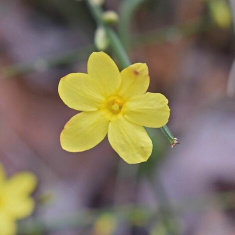 Jasmin d'Hiver (Jasminum Nudiflorum) - Godet - Taille 20/40cm