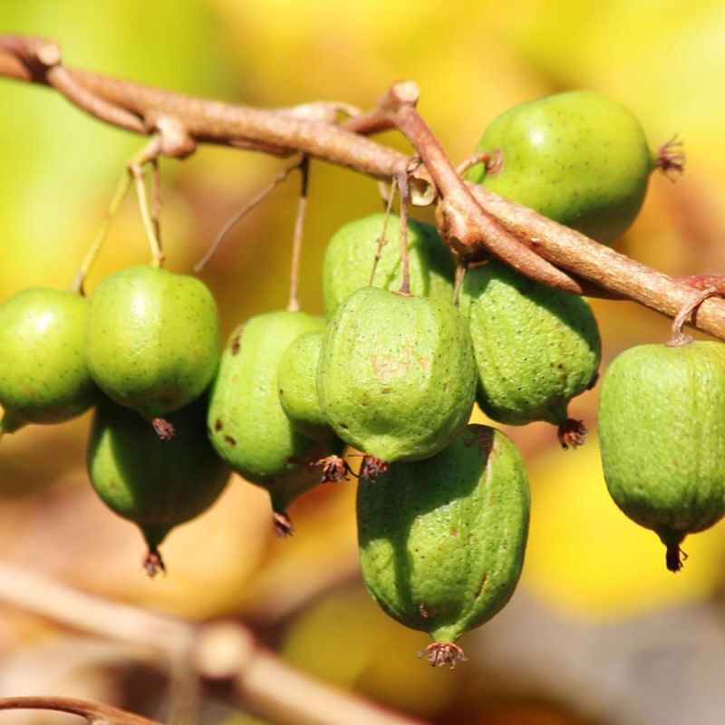 Kiwi Arctique 'Actinidia Kolomikta'