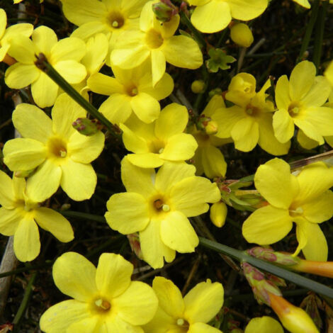 Jasmin d'hiver nudiflorum/Godet - 5/20 cm