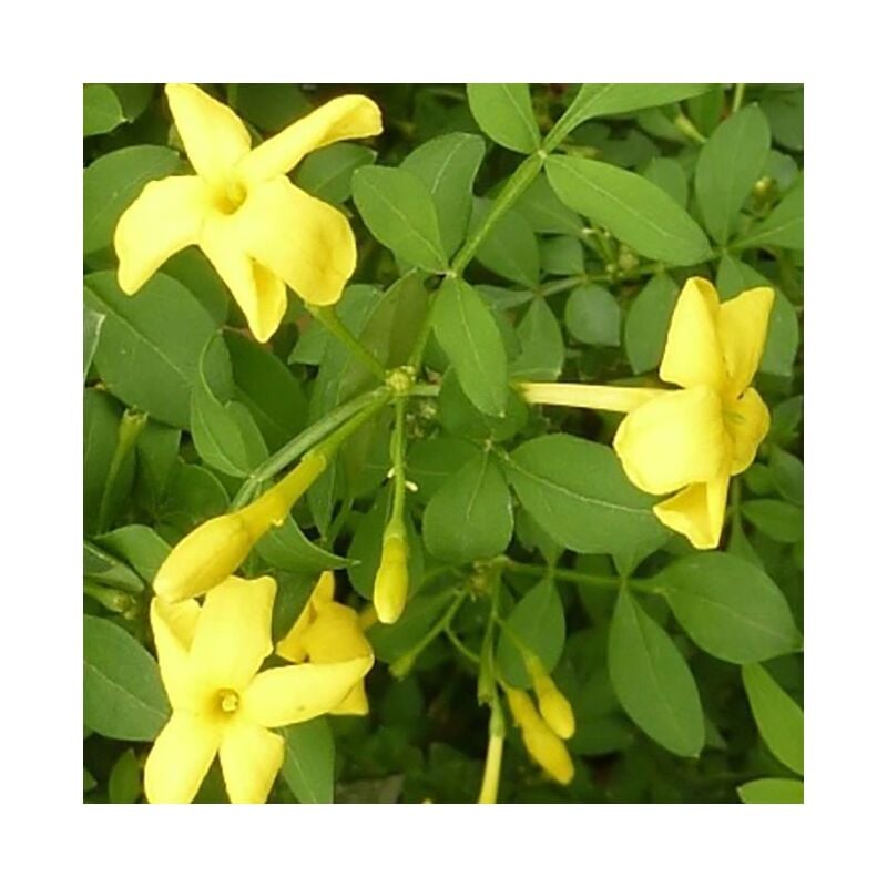 Javoy Plantes - Jasmin d'Italie 'Revolutum' - jasminum humile 3L - 90/120cm
