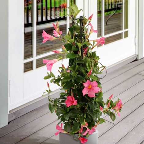 Jasmin du Brésil - Dipladenia pyramide rose - Le pot de 2L. Hauteur livrée 40-50 cm - Willemse