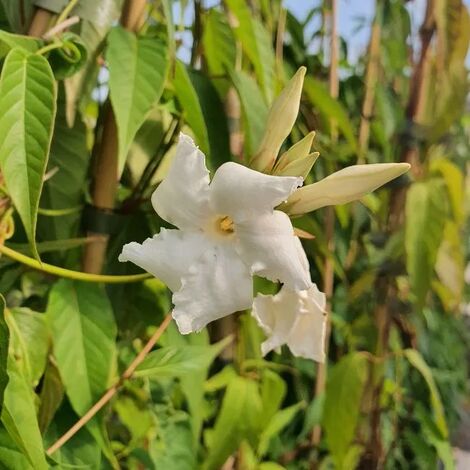 JAVOY PLANTES Jasmin du Chili - mandevilla laxa 3L