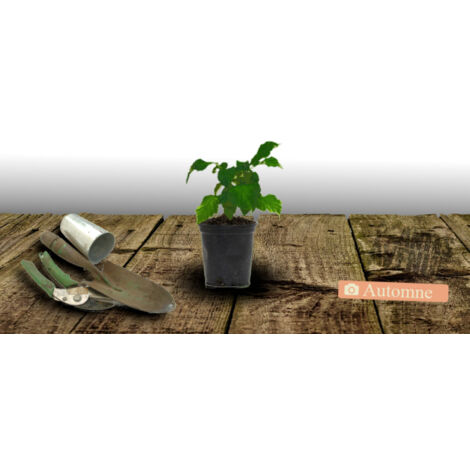 Jasmin étoilé asiaticum | Godet - 5/10 cm