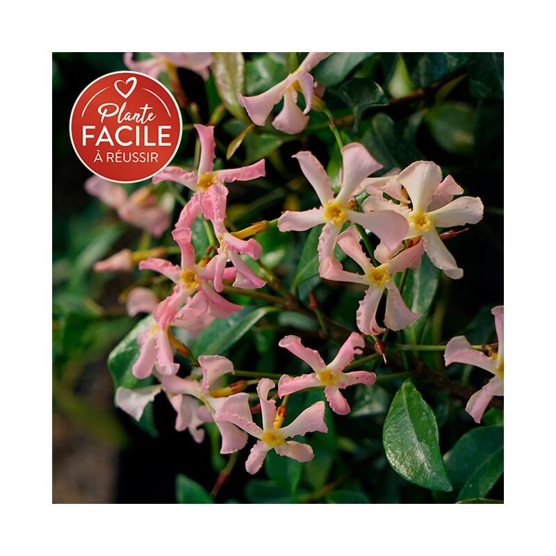Javoy Plantes - Jasmin étoilé rose - trachelospermum asiaticum 3L