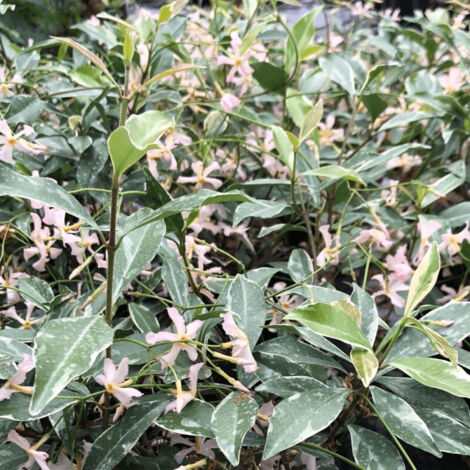 Jasmin étoilé Star of Milano® 'Trsuz01'/Pot de 1,5L - Tuteur bambou 30/60 cm