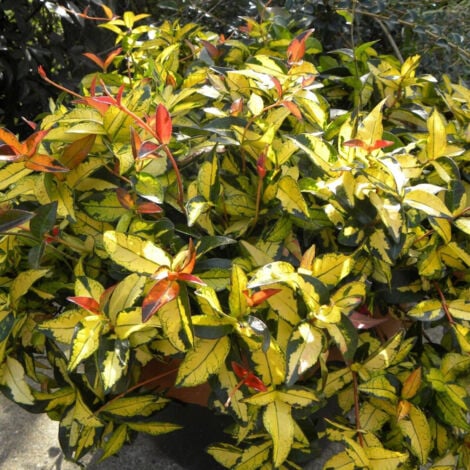 PLANTES AVENUE Jasmin étoilé Summer Sunset/Godet