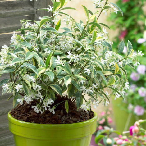 Jasmin étoilé Sun Lover® – Plante grimpante vigoureuse – Feuillage panaché blanc et jaune – Floraison parfumée en été