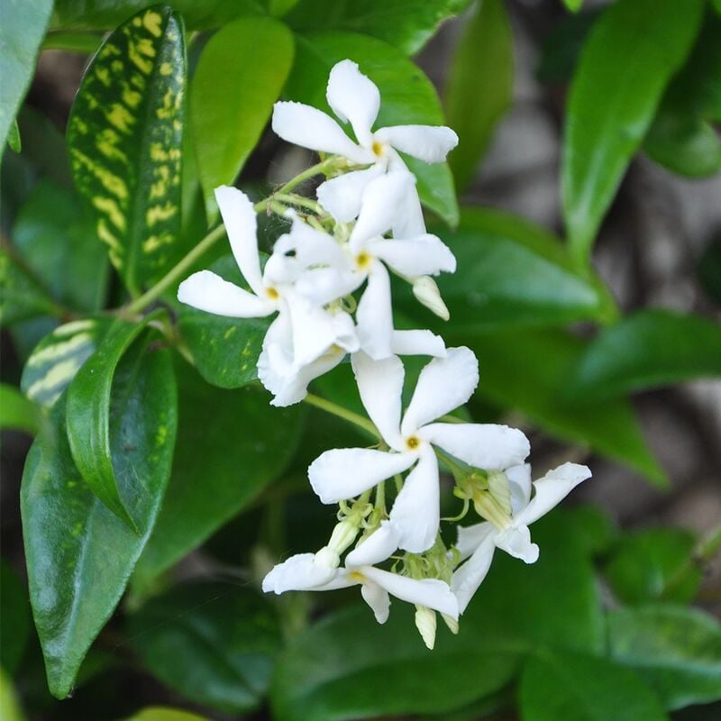 Javoy Plantes - Jasmin étoilé - trachelospermum jasminoides